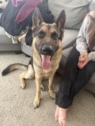 Found/Stray Male Dog last seen Chicken gate and a gas station , Fayetteville, NC 28303