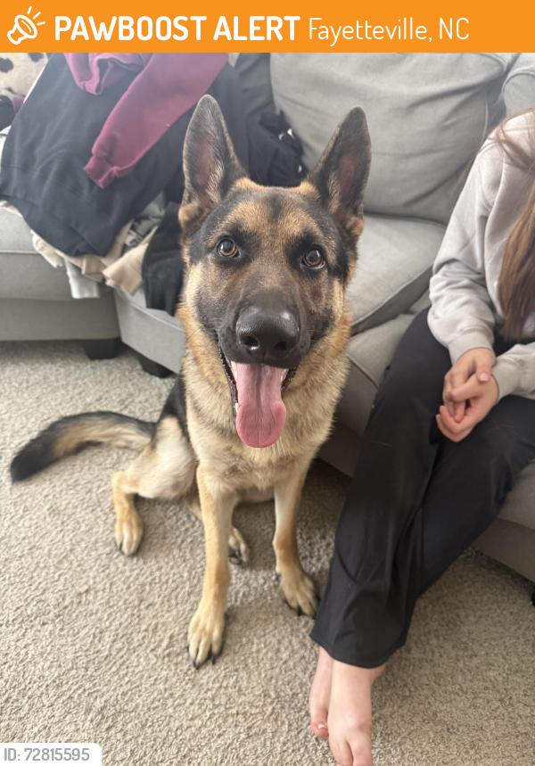 Found/Stray Male Dog last seen Chicken gate and a gas station , Fayetteville, NC 28303