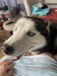 Found/Stray Male Dog last seen Took Drive, neighborhood behind AMC Theaters on Bell Road, Nashville, TN 37013