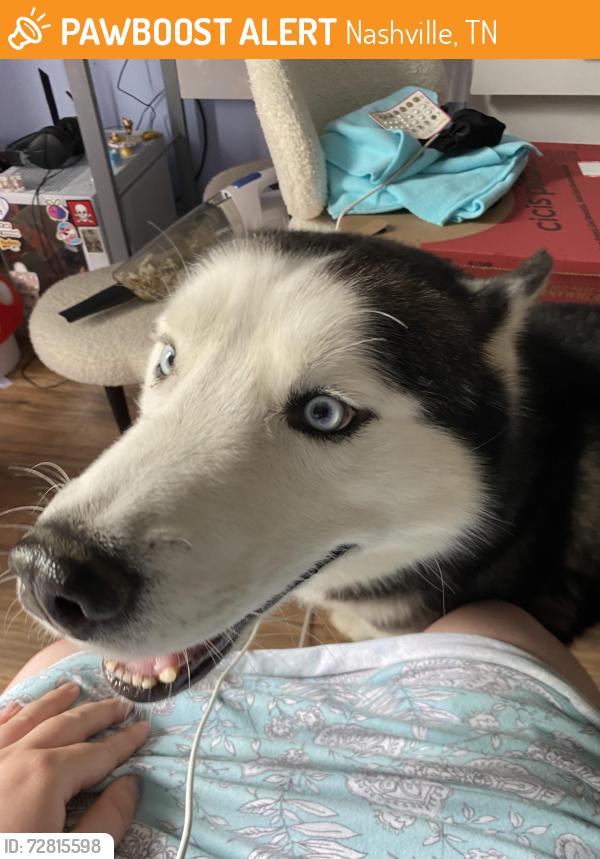Found/Stray Male Dog last seen Took Drive, neighborhood behind AMC Theaters on Bell Road, Nashville, TN 37013