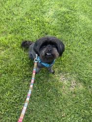 Lost Male Dog last seen Arnett rd, crystal way, Wildomar, CA 92595