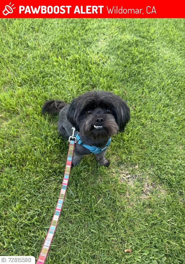 Lost Male Dog last seen Arnett rd, crystal way, Wildomar, CA 92595