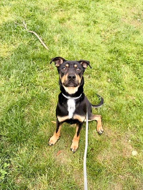 Shelter Stray Male Dog last seen HUNTERSVILLE, Charlotte, NC 28217