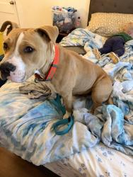 Found/Stray Female Dog last seen Holiday loop rd reidsvile nc, Reidsville, NC 27320