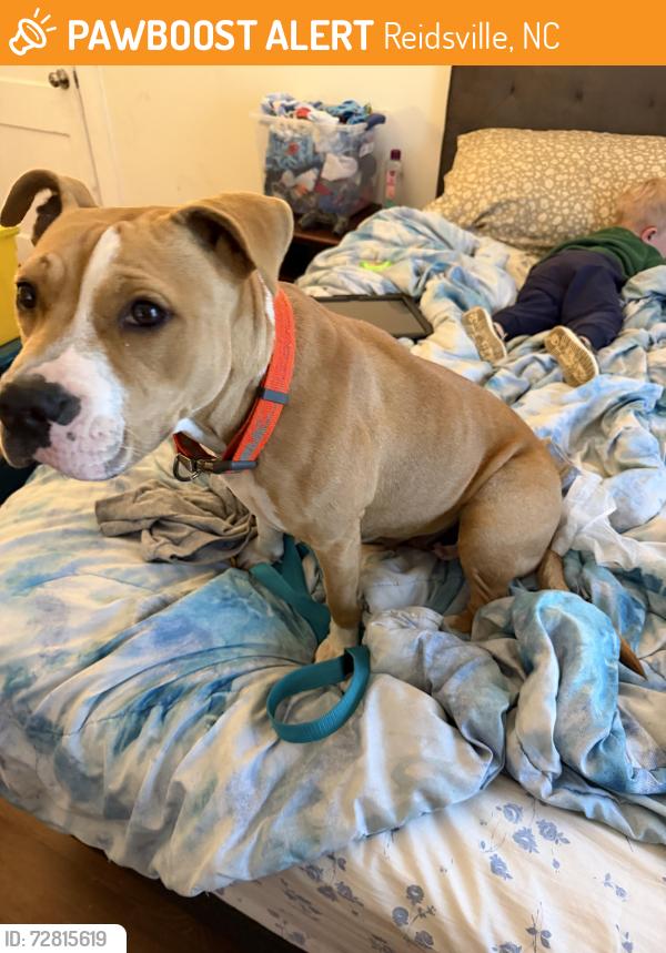 Found/Stray Female Dog last seen Holiday loop rd reidsvile nc, Reidsville, NC 27320
