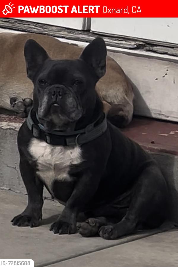 Lost Male Dog last seen Hilaria st and Gabriella , Oxnard, CA 93030