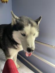 Found/Stray Male Dog last seen Rural hill/took drive, road behind AMC theaters on bell road near global mall, Nashville, TN 37013