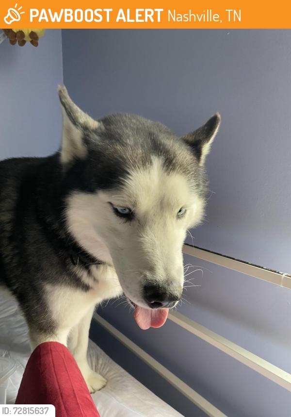 Found/Stray Male Dog last seen Rural hill/took drive, road behind AMC theaters on bell road near global mall, Nashville, TN 37013