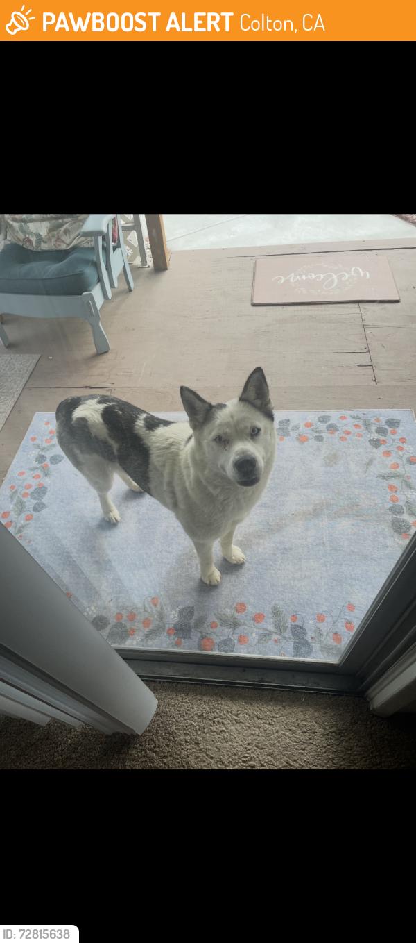 Found/Stray Unknown Dog last seen Reche Canyon Mobile ests , Colton, CA 92324