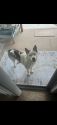 Found/Stray Unknown Dog last seen Reche Canyon Mobile ests , Colton, CA 92324