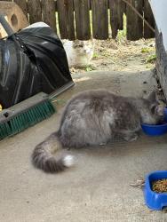 Found/Stray Unknown Cat last seen Near & Sahler St, Omaha, NE 68104