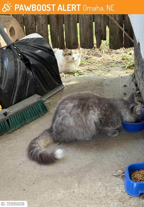 Found/Stray Unknown Cat last seen Near & Sahler St, Omaha, NE 68104