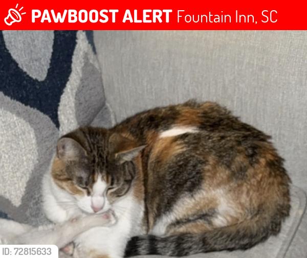 Lost Female Cat last seen Near Holland Drive and Main Street, Fountain Inn, SC 29644
