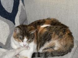 Lost Female Cat last seen Near Holland Drive and Main Street, Fountain Inn, SC 29644