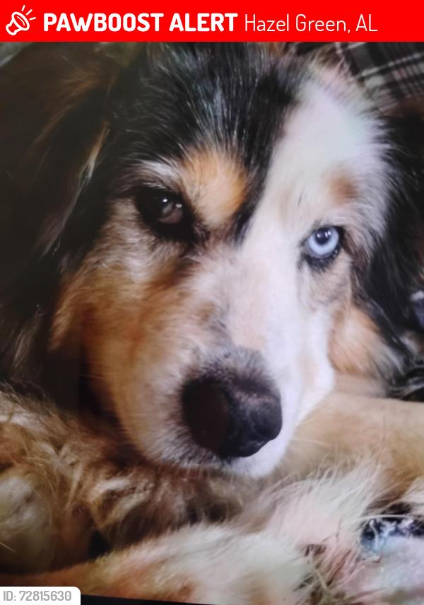 Lost Male Dog last seen Travis Rd., Hazel Green, AL 35750