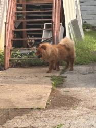 Found/Stray Unknown Dog last seen 28st street, Haltom City, TX 76117