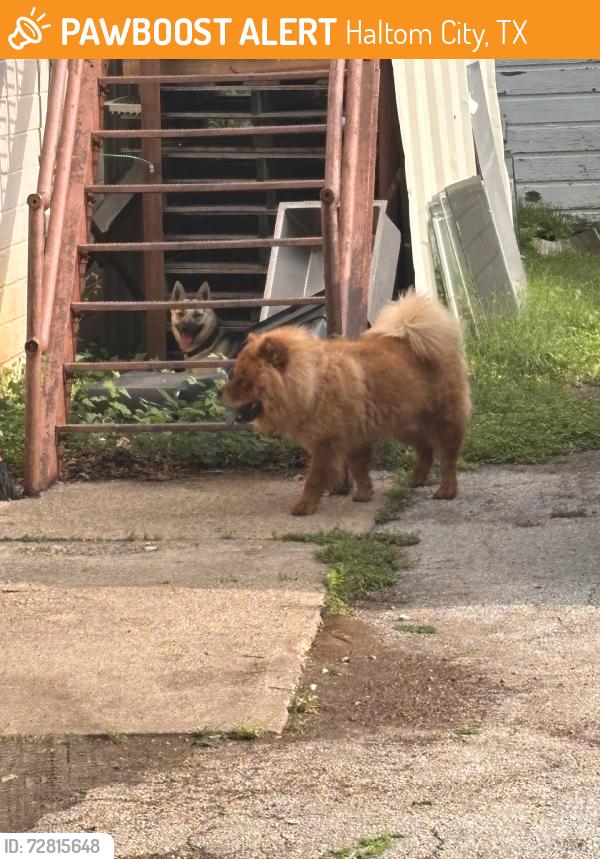 Found/Stray Unknown Dog last seen 28st street, Haltom City, TX 76117