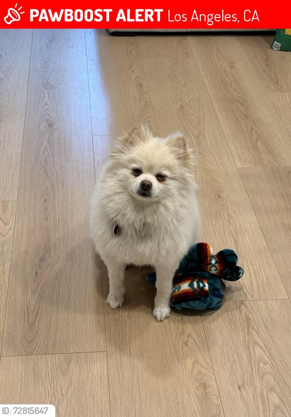 Lost Male Dog last seen Tampa and Rinaldi , Los Angeles, CA 91326
