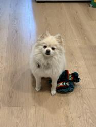 Lost Male Dog last seen Tampa and Rinaldi , Los Angeles, CA 91326