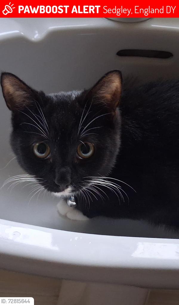Lost Male Cat last seen Clifton wetherss, Sedgley, England DY3