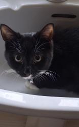 Lost Male Cat last seen Clifton wetherss, Sedgley, England DY3