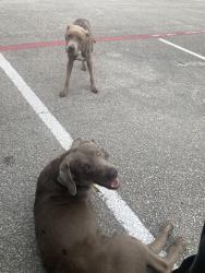 Found/Stray Male Dog last seen Blessing and Brendell, San Antonio, TX 78228