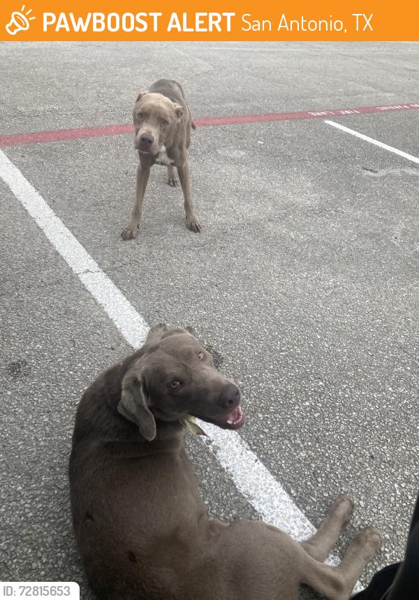 Found/Stray Male Dog last seen Blessing and Brendell, San Antonio, TX 78228