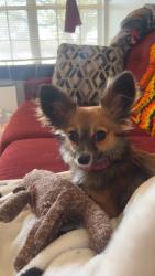 Lost Female Dog last seen Jacksboro Hwy, Wichita Falls, TX 76302