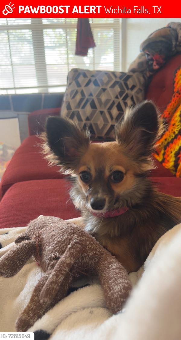 Lost Female Dog last seen Jacksboro Hwy, Wichita Falls, TX 76302