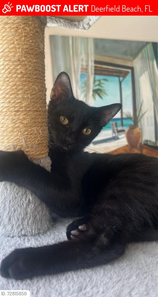 Lost Female Cat last seen 48th Ave. And 5th St., Deerfield Beach, FL 33442