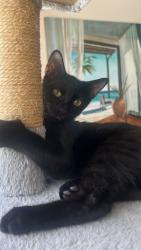 Lost Female Cat last seen 48th Ave. And 5th St., Deerfield Beach, FL 33442