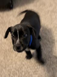 Lost Male Dog last seen Sandy Ln & Ederville , Fort Worth, TX 76112