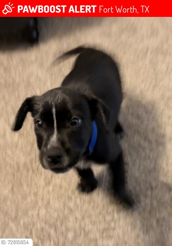 Lost Male Dog last seen Sandy Ln & Ederville , Fort Worth, TX 76112