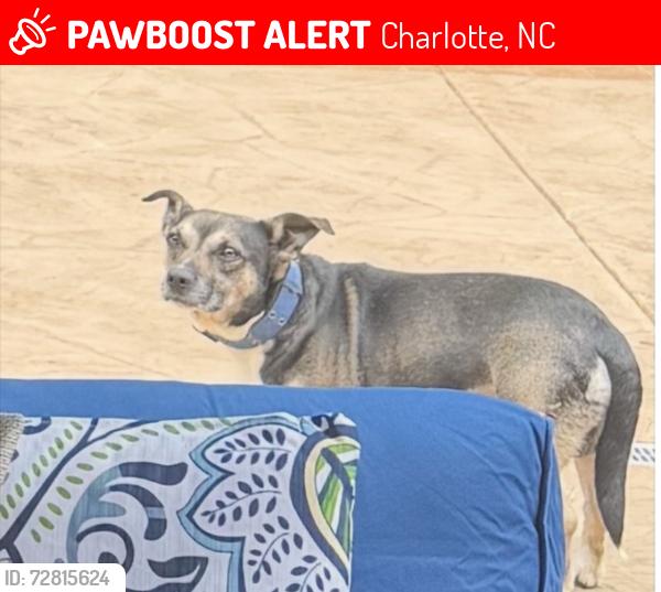 Lost Male Dog last seen Ponderous Pine LN con Pinyon Pine LN , Charlotte, NC 28215