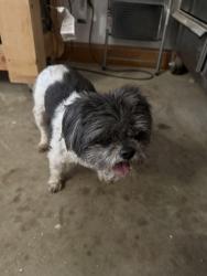Found/Stray Male Dog last seen Old Fordge Dr, Old Forge Court, Little Rock, AR 72227