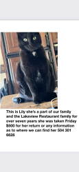 Lost Female Cat last seen Jackson lake, Monticello, GA 31064