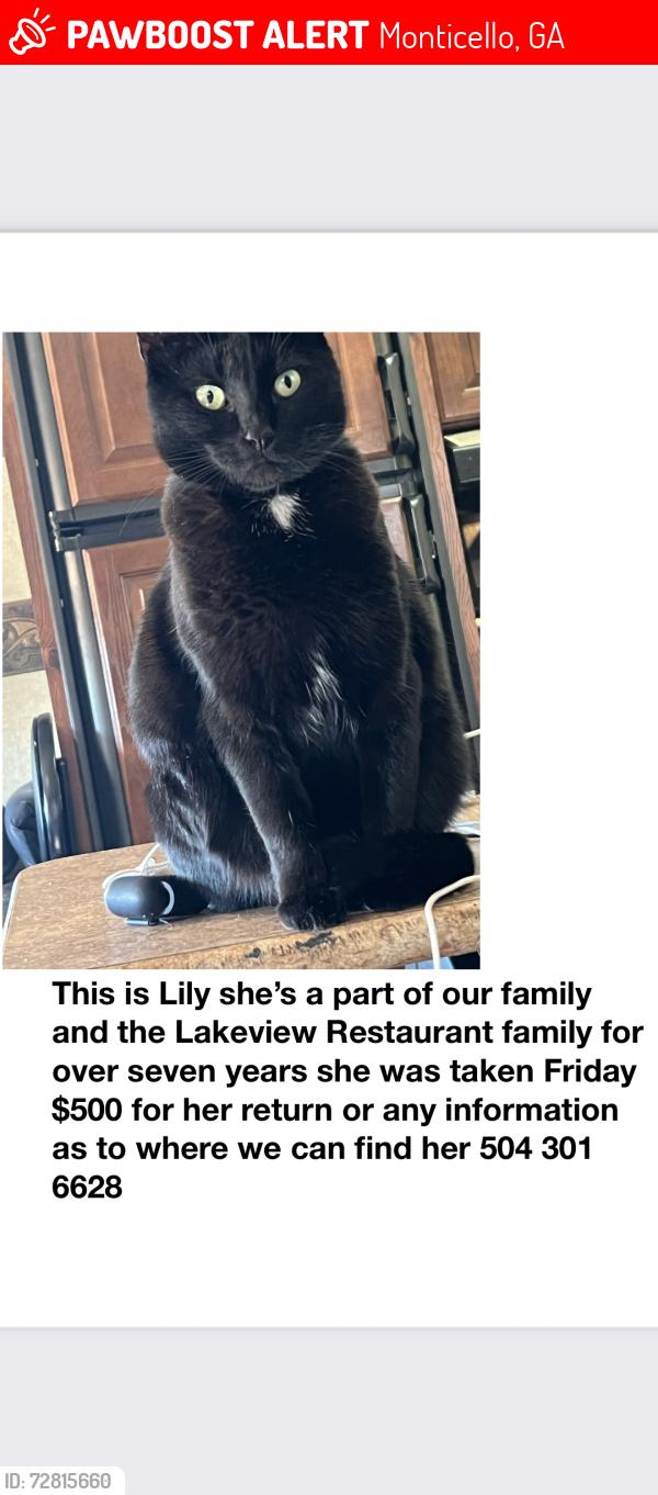 Lost Female Cat last seen Jackson lake, Monticello, GA 31064