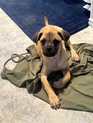 Found/Stray Male Dog last seen Between Smoky Joe's and ally, Amarillo, TX 79159