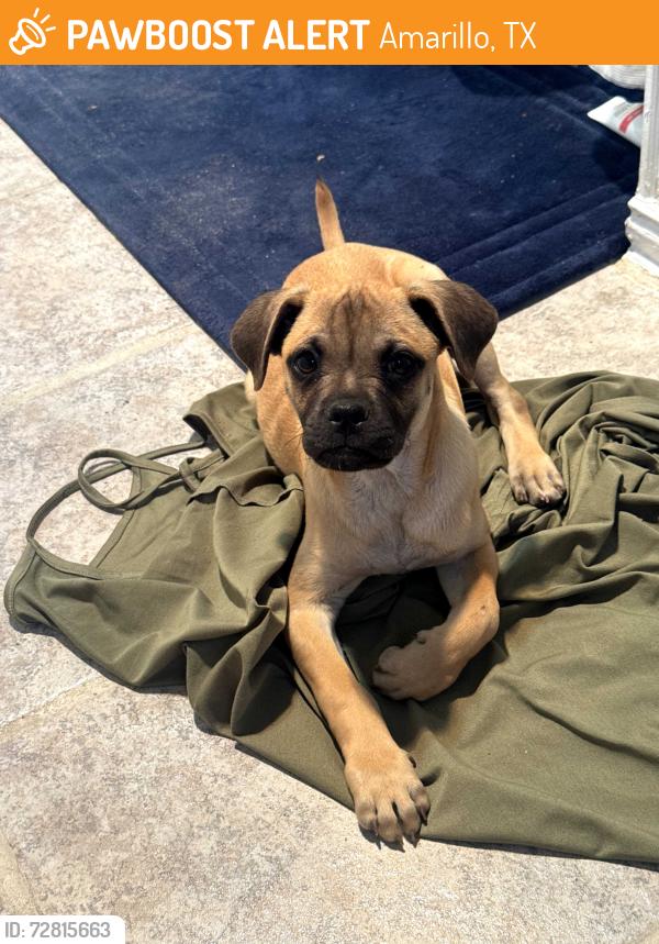 Found/Stray Male Dog last seen Between Smoky Joe's and ally, Amarillo, TX 79159