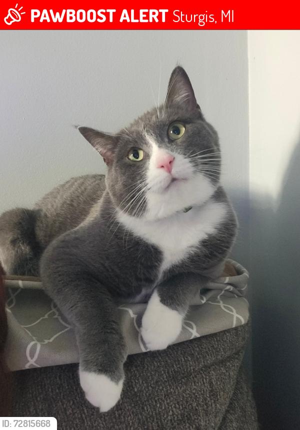 Lost Male Cat last seen Jerolene. We are by Wall school, Sturgis, MI 49091