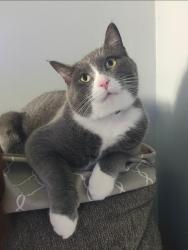 Lost Male Cat last seen Jerolene. We are by Wall school, Sturgis, MI 49091