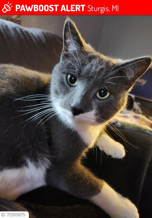 Lost Male Cat last seen Jerolene, we are by Wall school , Sturgis, MI 49091