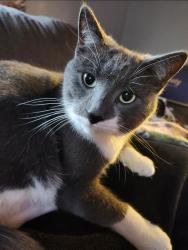 Lost Male Cat last seen Jerolene, we are by Wall school , Sturgis, MI 49091