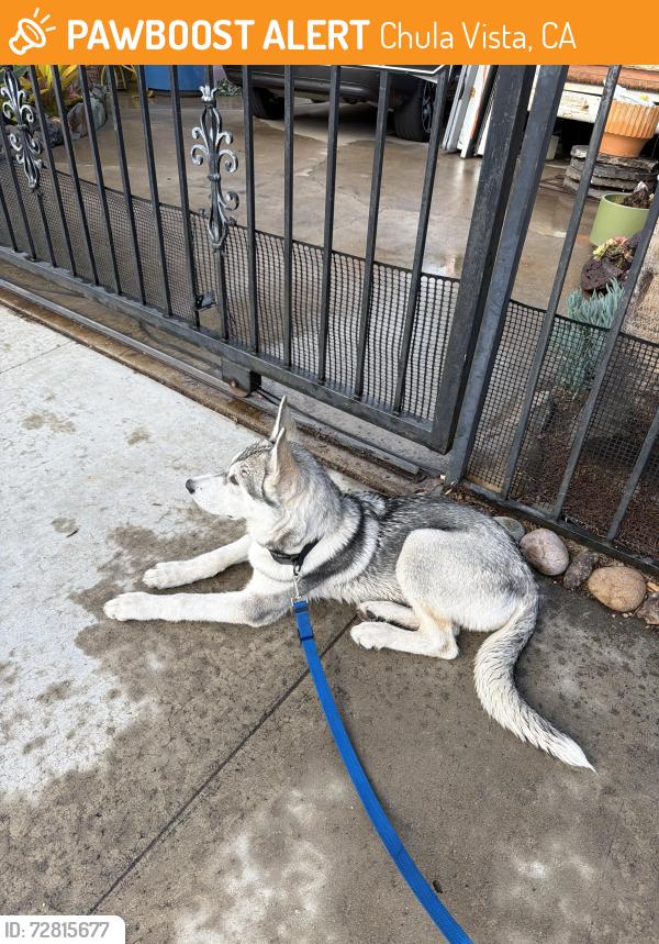 Found/Stray Male Dog last seen Garret Ave and I st, Chula Vista, CA 91910