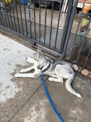 Found/Stray Male Dog last seen Garret Ave and I st, Chula Vista, CA 91910
