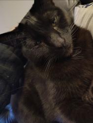Lost Male Cat last seen Flyers Pizza off of Hall Road, Galloway, OH 43119