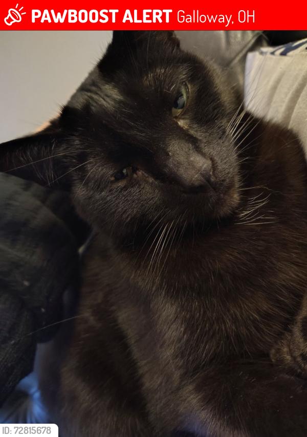 Lost Male Cat last seen Flyers Pizza off of Hall Road, Galloway, OH 43119