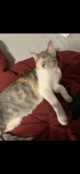 Lost Female Cat last seen Pipeline rd and crestridge cir , Euless, TX 76040