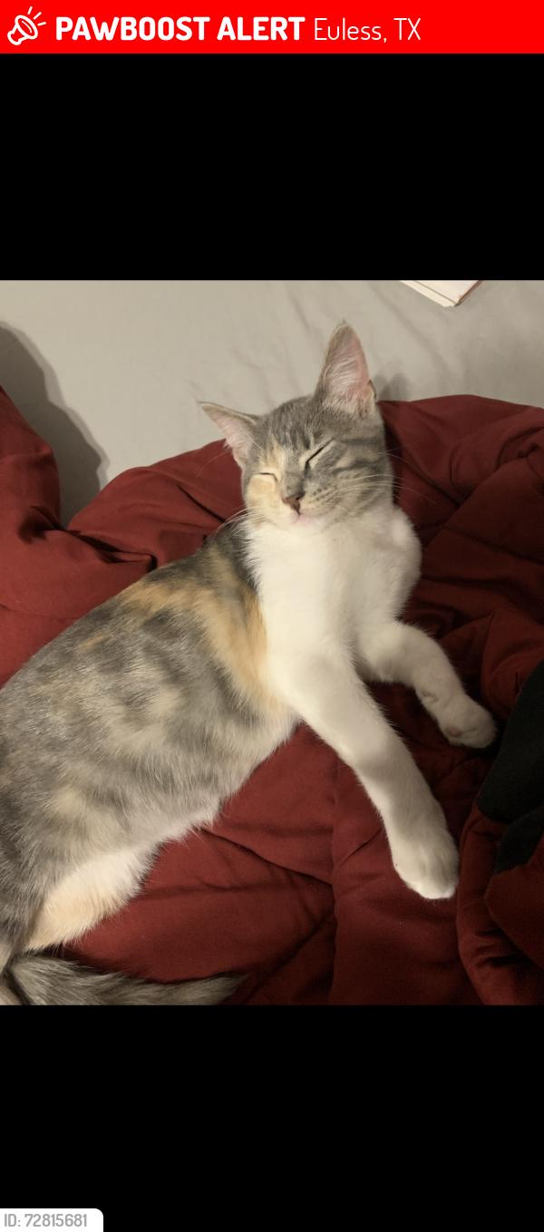 Lost Female Cat last seen Pipeline rd and crestridge cir , Euless, TX 76040