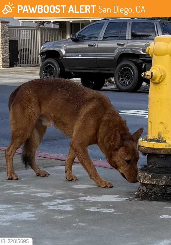 Found/Stray Male Dog last seen Third Ave and Pennsylvania Ave, San Diego, CA 92103